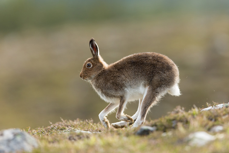 Mountain Hare (Lepus timidus) adult running across heather moorland in summer
